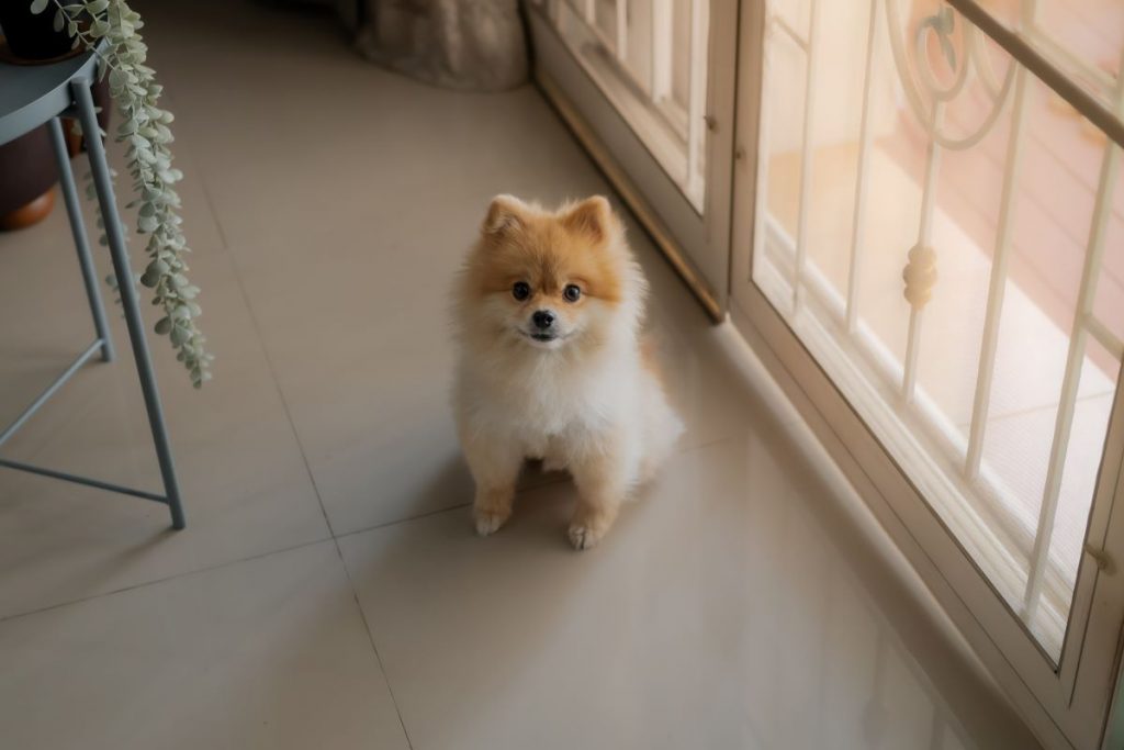 files/01pomeranian-dog-sits-door-1024x683.jpg